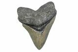 Serrated, Fossil Megalodon Tooth - North Carolina #381350-1